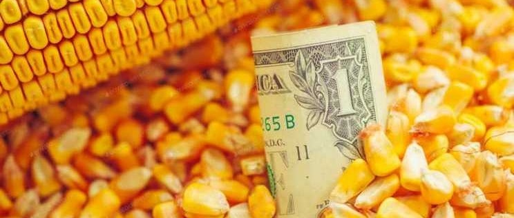 Украина занимает 4 место на мировом экспортном рынке кукурузы