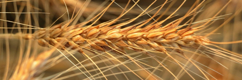 Украина вошла в десятку мировых экспортеров ячменя