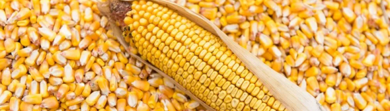 Украина потеряла более половины рынка ЕС для популярного экспортного продукта