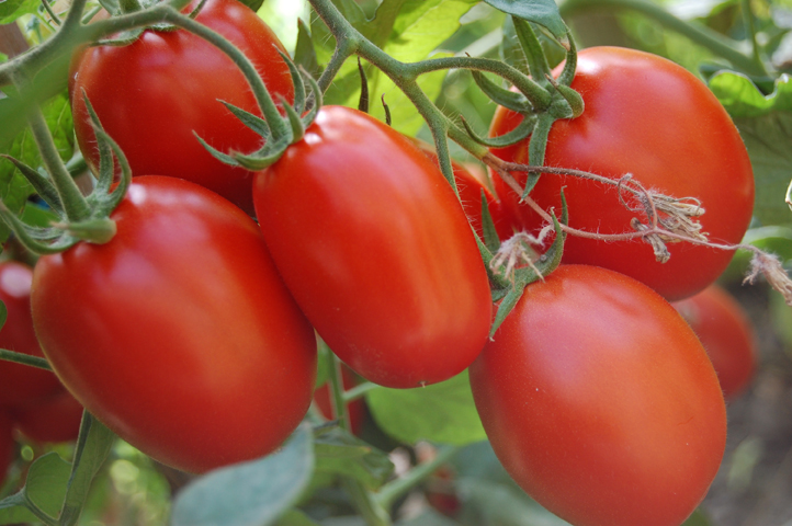 Украина увеличивает импорт турецких овощей и фруктов