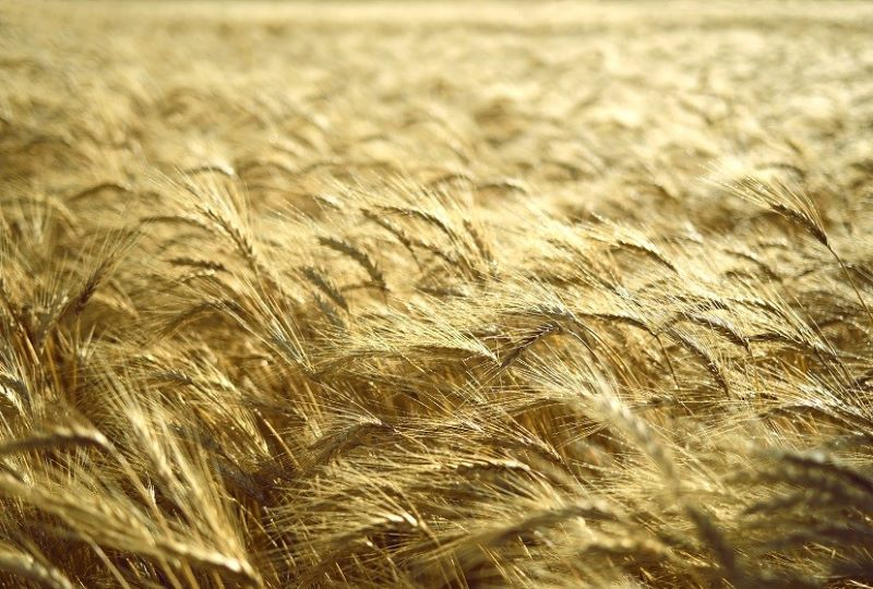 Украинские фермеры получают новый уровень защиты зерновых культур гербицидом Prima® Intens от Corteva Agriscience