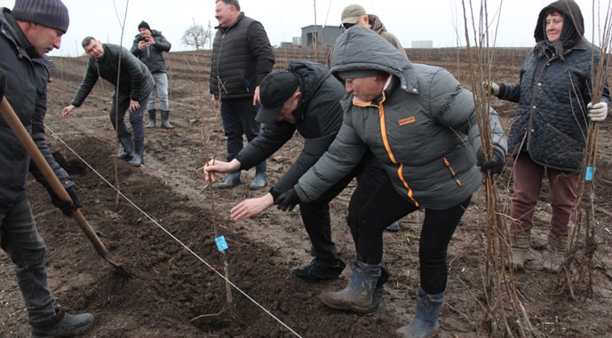 Украинские садоводы посадили 50 га вишневых садов и планируют еще 150 га.