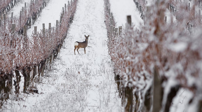 Украинские виноградники признаны самыми красивыми в мире