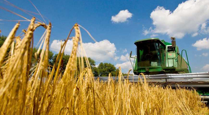 Урожай пшеницы в мире достиг исторического максимума