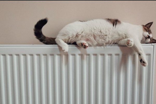 Уже известно, когда в Тернополе котикам будет не жарко спать на батареях