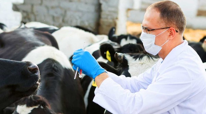 В Украине 59% новых ветеринарных препаратов — производятся внутри страны: фармацевтическая отрасль увеличивает свое присутствие на рынке животноводства