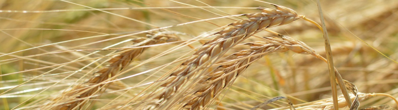 В Украине цена на пшеницу остается стабильной, но мировой рынок оказывает давление на it