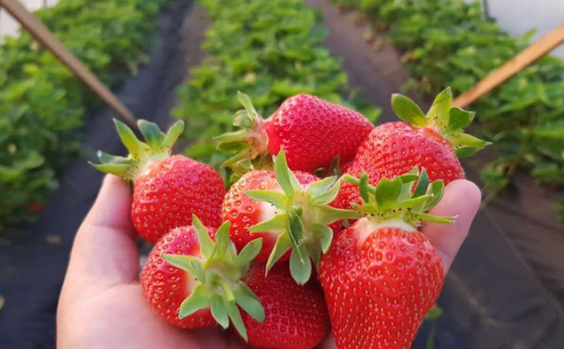В Украине продолжают дешеветь тепличные ягоды