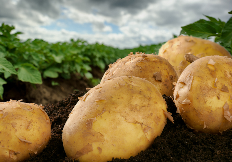 В Украине прогнозируют дальнейшее подорожание картофеля