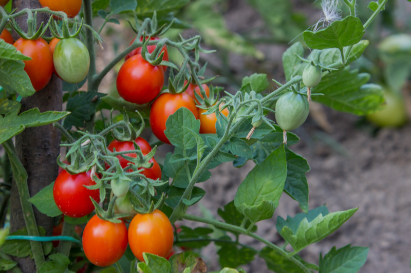 В Украине снижаются цены на томат: в чем причина