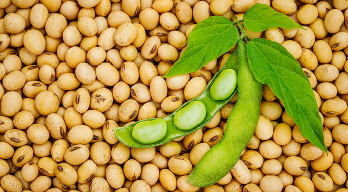 В Украине выросли цены на сою