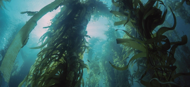 Ученые нашли способ сделать морские водоросли намного вкуснее