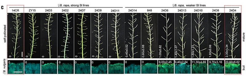 Ученые совершили прорыв в селекции: найден белок, который позволит скрещивать несовместимые виды