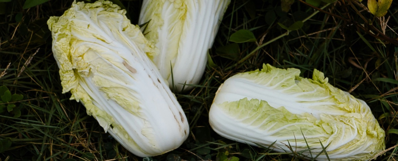 От томатного рекорда — до пекинской капусты: как фермер из Татарбунара адаптируется к рынку