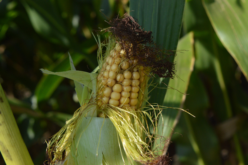 Выращивание кукурузы в новом сезоне 2023 года: говорим об агроэкономических особенностях
