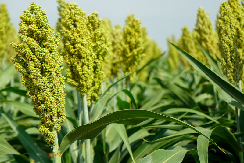 Выращиваем сорго: правильный и своевременный уход /></p>
</p>
<h2><strong>Удобряем сорго</strong></h2>
<p>Современная технология получения высоких и постоянных урожаев невозможна без применения удобрений, на долю которых приходится до 35–40% прироста урожайности. На формирование 1 т зерна и соответствующего количества листостебельной массы сорго выносит из почвы 23–25 кг азота, 9–10 кг фосфора и 28–30 кг калия. При урожайности 5–6 т/га зерна с каждого гектара потребляет 140–160 кг азота, 50–60 кг фосфора и 150–180 кг калия. Большинство почв соргоссионных регионов способны обеспечивать только половину нужных элементов питания, поэтому остальное нужно пополнять удобрениями.</p>
<p>Количество удобрений, необходимых для запланированной урожайности, рассчитывают на основе агрохимического анализа почвы для каждого конкретного поля. В среднем для южной Степи Украины доза удобрений составляет N60-90Р60. Целесообразнее всего вносить всю указанную дозу с осени под вспашку (кроме полей на склонах до 5–8°). Если с осени удобрения не были внесены, то их вносят весной под культивацию, во время сева и в подкормку. Следует помнить, что весеннее внесение минеральных удобрений менее эффективно из-за быстрого пересыхания верхнего слоя почвы и невозможности использования их корневой системой растений.</p>
<p>Установлено, что азотно-фосфорные удобрения, внесенные сбоку и глубже семян, положительно влияют на его прорастание, увеличивая полевую всхожесть на 10–12%. Особенно положительно влияют на полевую всхожесть семян полные дозы минеральных удобрений за внесение их на глубину 8-10 см перед посевом – они увеличивают активность фермента каталазы, выступая в качестве стимуляторов ростовых процессов в семенах.</p>
<p>Сорго очень чувствительно к органическим удобрениям, особенно в сочетании с минеральными. Как показали исследования, за внесение осенью под вспашку 10–20 т навоза, а также N10Р10 (располагая их глубже и сбоку от семян) весной во время посева, прибавка урожая зерна сорго составляла 0,4 т/га, а в отдельные годы — до 1 т/га. В целом удобрения не только повышают урожайность, но и улучшают качество продукции (увеличивается содержание протеина, жира, зерна в кормовой массе, а также сухого вещества и кормовых единиц).</p>
<h2><strong>Вредители сорго</strong>< /h2> </p>
<p>Растения сорго слабо повреждают вредители. Существенный вред им наносят только злаковые тли, проволочники и подгрызающие совки.</p>
<p>Наиболее распространенной и вредной на Юге Украины является листовая злаковая тля, что наносит большой ущерб сорговым посевам: удлиняется период созревания, увеличивается количество неозернных колосков в метелке, наблюдается щуплость зерна.</p>
<p>К профилактическим мерам борьбы с тлей относятся все агротехнические приемы, усиливающие интенсивность роста растений, к истребительным — уничтожение осенью падалицы зерновых злаков и злаковых сорняков, шелушение стерни, глубокая зяблевая вспашка. При массовом появлении тлей, особенно в ранние фазы развития растений, посевы опрыскивают БИ-58 новый, 40% к. е. с нормой расхода препарата 0,7–1,0 л/га. Достаточно эффективен биологический метод (выпускание на посевы семиточечного солнышка из расчета 20–30 тыс. особей на гектар). Одна личинка божьей коровки съедает за сутки около 200 личинок тлей. Большое значение в борьбе с тлей играет создание сортов и гибридов, устойчивых к этому вредителю. Это самое эффективное направление, которое целесообразно не только экономически, но и экологически.</p>
<p>Проволочники и ложные проволочники выедают зародыши высеянных семян сорго, подгрызают корни молодых растений и повреждают узлы кущения. При наличии в почве большого количества проволочников и ложных проволочников следует применять как агротехнические, так и химические меры борьбы. Из агротехнических мероприятий — соблюдение севооборотов, зяблевая вспашка, обработка почвы в междурядьях, особенно в период превращения в куколку личинок кузнецов. Для борьбы с личинками семена возделывают протравителями: космос 500, т. л. с, 2,0, круизер 350 FS т. л. с., 6 л/т.</p>
<p>Подгрызающие совки повреждают корневую систему растений. Поврежденные растения усыхают или склоняются к земле и могут вегетировать дальше благодаря единичным корешкам. Павшие растения уже не поднимаются. Гусеницы подгрызающих совок повреждают также листья и стебли молодых растений. По данным Генической опытной станции, в среднем за 2 года поврежденность посевов сорго зернового этими вредителями в зависимости от сортов составила 4,7-41,7%, а сахарного — 13,3-36,7%. Для предотвращения повреждения растений подгрызающими совками нужно держать посевы чистыми от сорняков. Если на посевах появились гусеницы подгрызающих совок, которые в начале своего развития круглосуточно селятся и питаются на сорняках, их можно уничтожить опрыскиванием разрешенными инсектицидами.</p>
<p><p><img class=