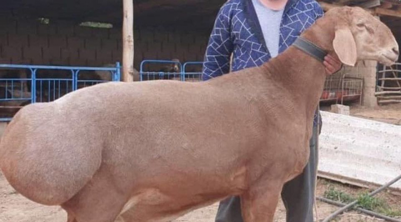 Впервые в Кыргызстане продали овцематку арашанской породы за 12 000 долларов