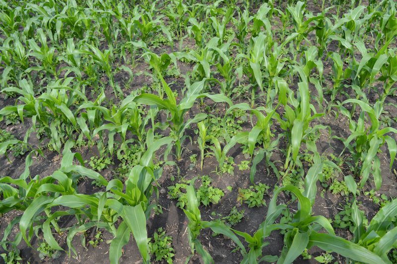 Защита кукурузы от бурьянов на начальных этапах вегетации