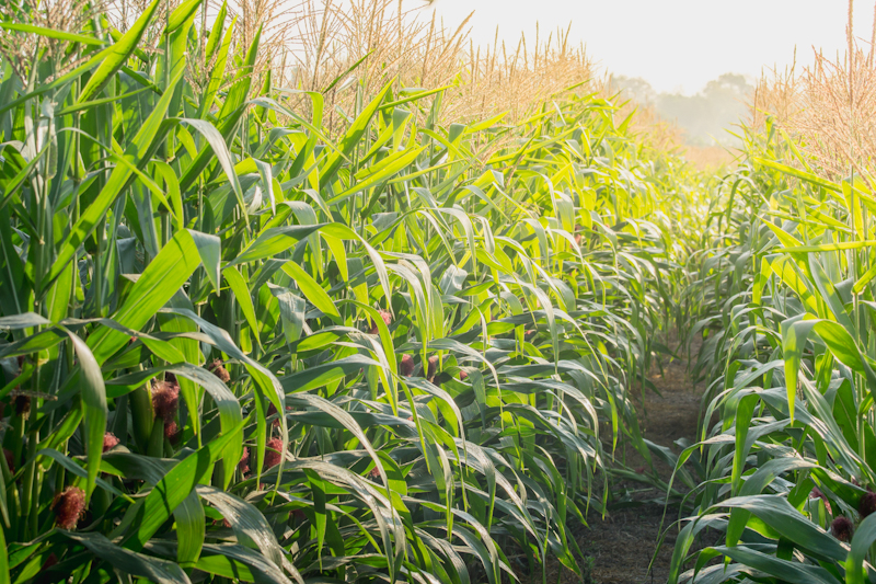 Защита кукурузы от болезней