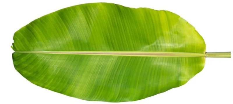 Вместо фруктов — листья: новая ниша, которая приносит миллионы экспортерам