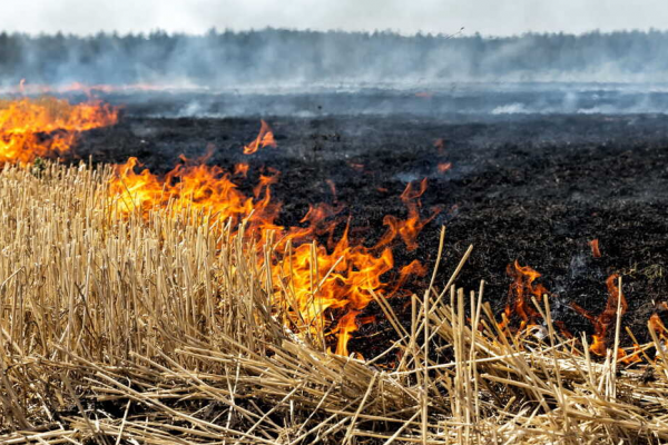 Жительница Тернопольщины погибла во время сжигания травы на собственном огороде