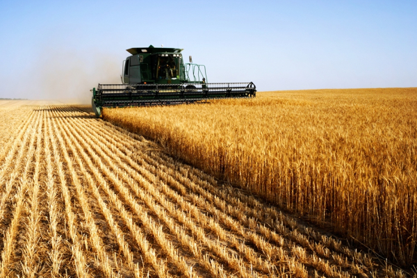 Жатва на Тернопольщине: сколько зерна собрали аграрии